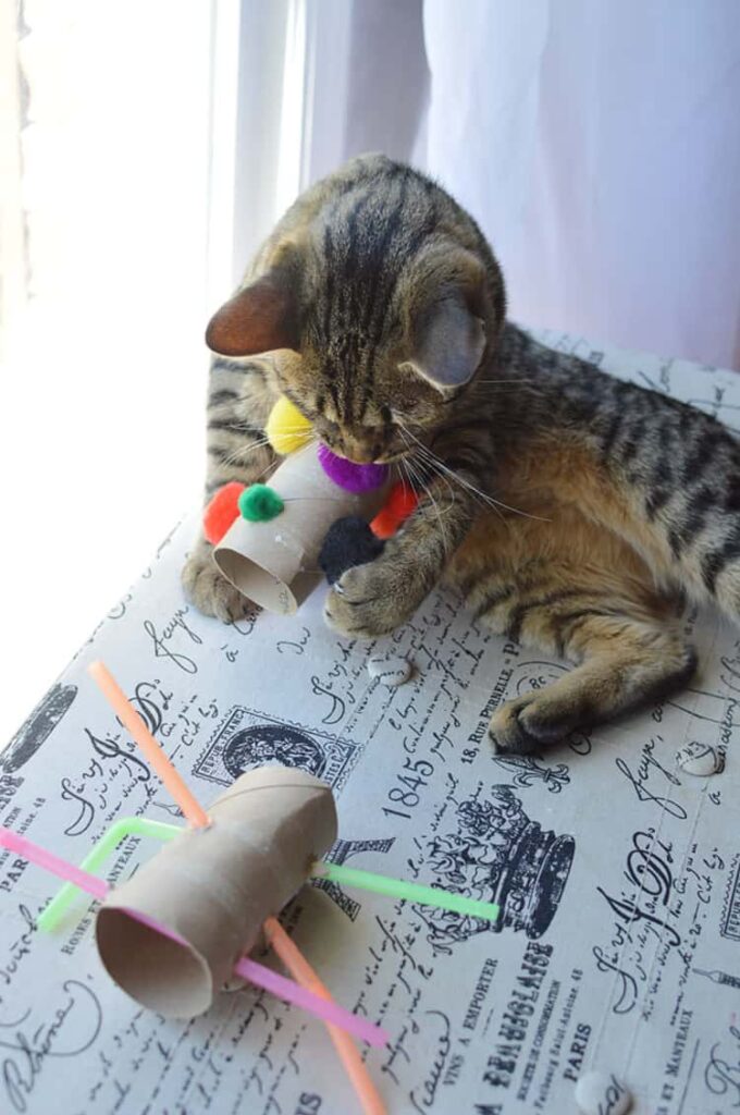 Dpmácí hračky pro kočku