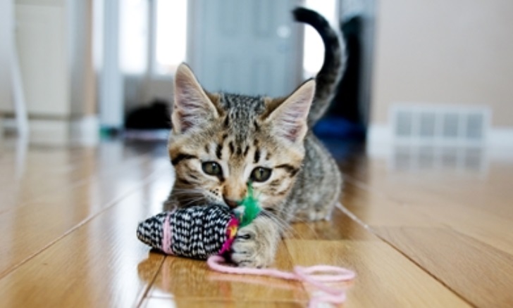 Jak zabavit kočku 5x jinak: domácí výroba